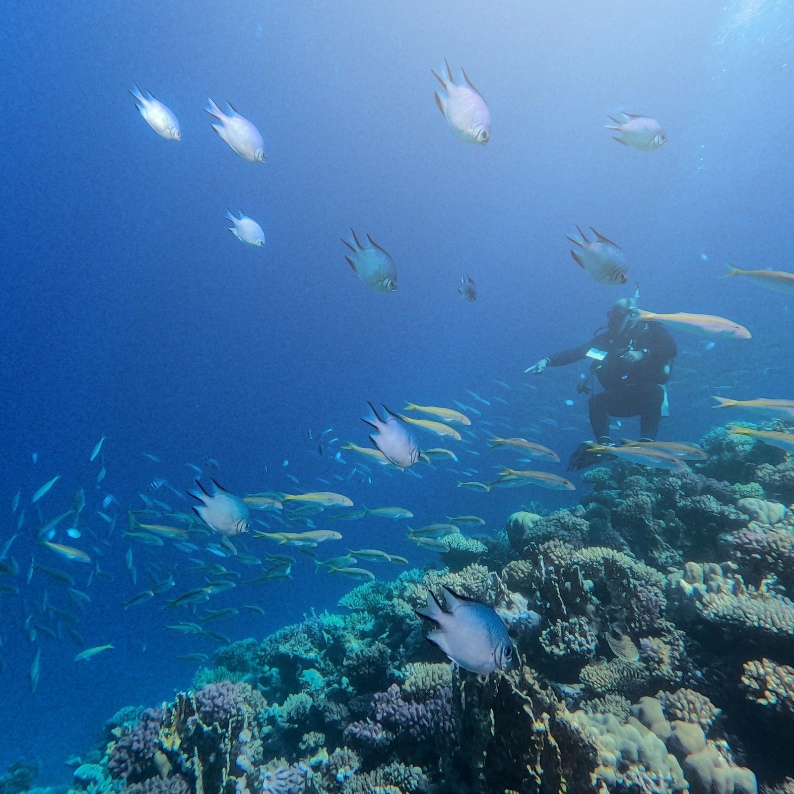 Nasser World Travel agency